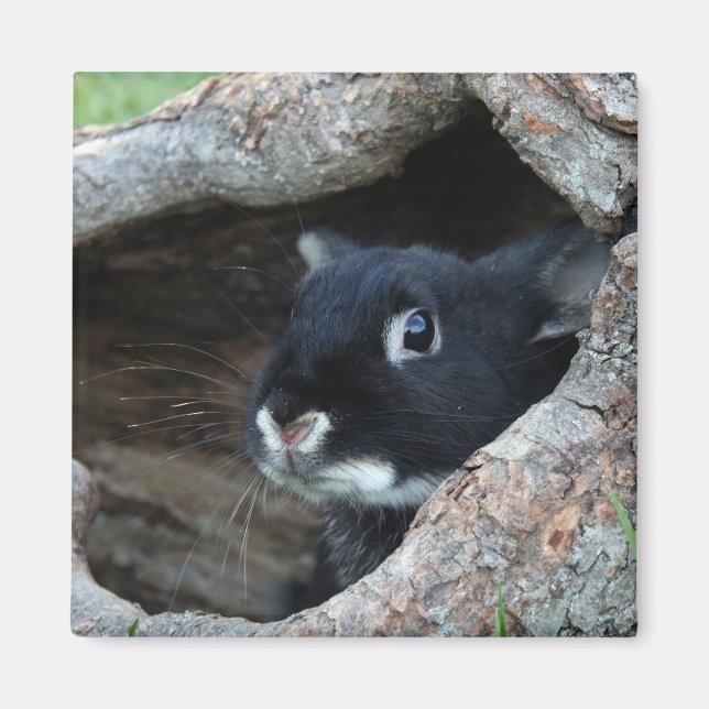 Schwarzes Kaninchen in Hollow eines Baum-Fotos Magnet (Vorne)