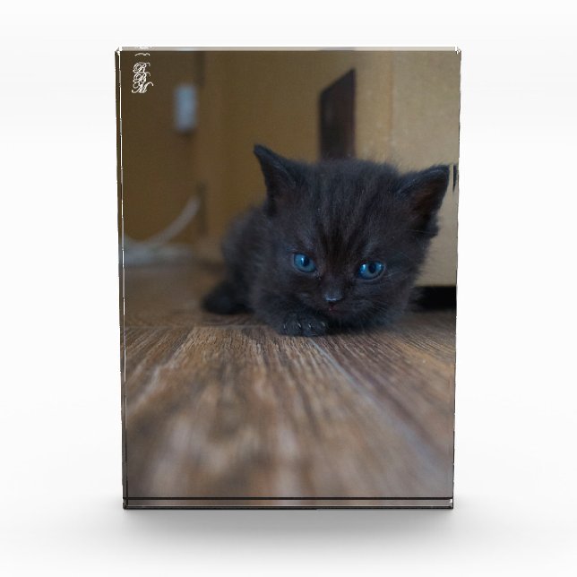 Schwarzes Kätzchen Fotoblock (Vorderseite)