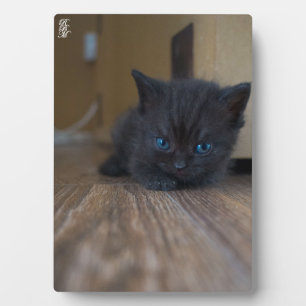 Schwarzes Kätzchen Fotoplatte