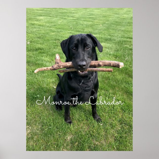 Schwarzes Labor mit zwei Sticks Hund Foto und Name Poster (Vorne)