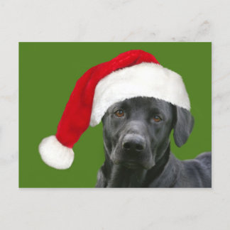 Schwarzes Labor Weihnachten
