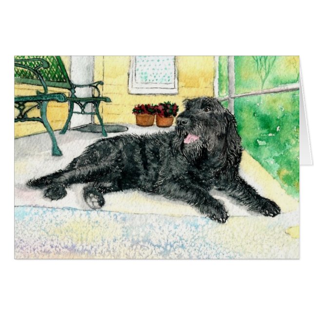 Schwarzes Labradoodle (Vorderseite (Horizontal))