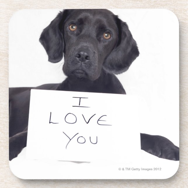 Schwarzes Labrador 13 Monate Untersetzer (Vorderseite)