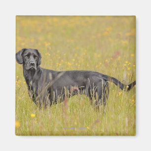 Schwarzes Labrador 16 Monate 2 Magnet