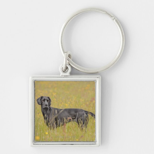 Schwarzes Labrador 16 Monate 2 Schlüsselanhänger (Vorne)