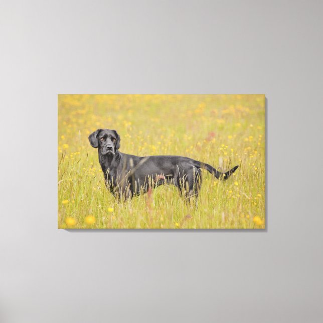 Schwarzes Labrador 16 Monate Leinwanddruck (Vorderseite)