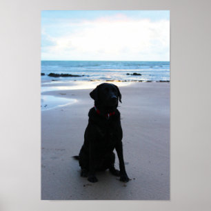Schwarzes Labrador am Strand Poster