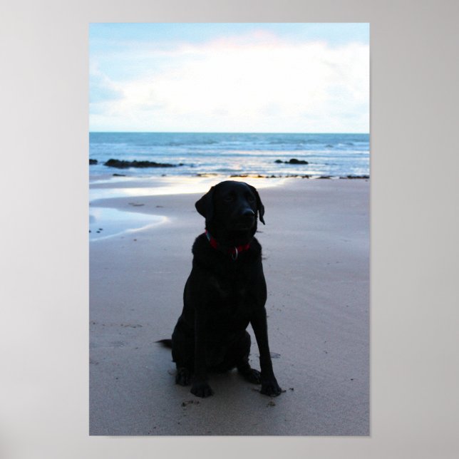 Schwarzes Labrador am Strand Poster (Vorne)