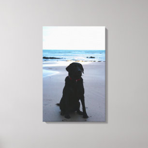 Schwarzes Labrador auf einem Strand Leinwanddruck