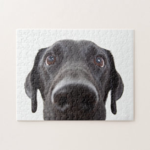 Schwarzes Labrador Closeup-Portrait