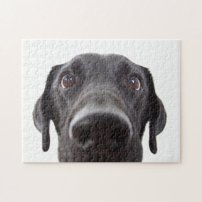 Schwarzes Labrador Closeup-Portrait (Horizontal)