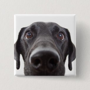 Schwarzes Labrador Closeup-Portrait Button