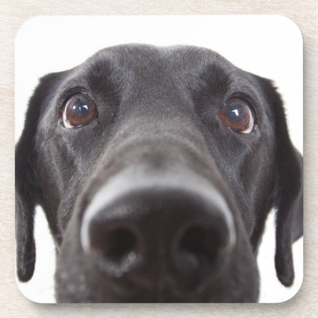 Schwarzes Labrador Closeup-Portrait Getränkeuntersetzer (Vorderseite)