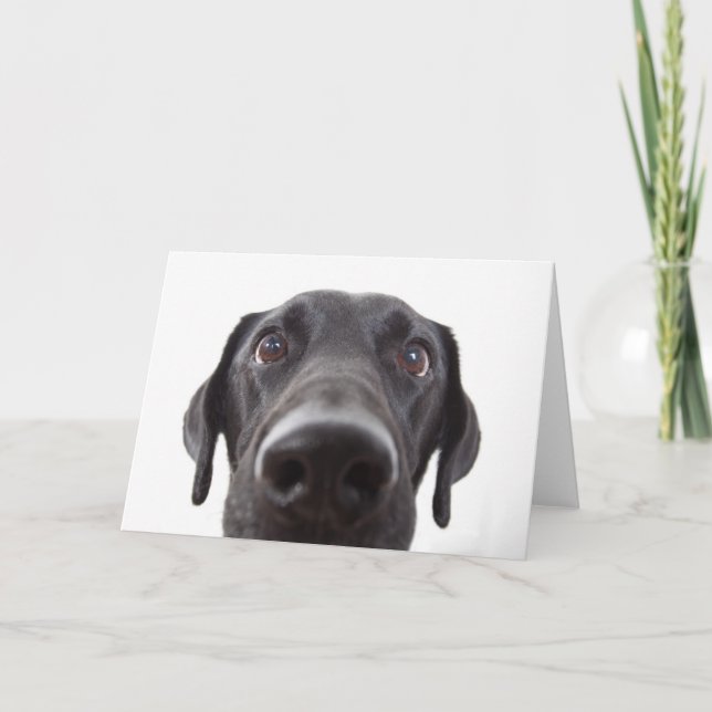 Schwarzes Labrador Closeup-Portrait Karte (Vorderseite)