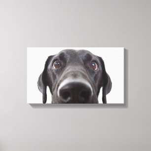 Schwarzes Labrador Closeup-Portrait Leinwanddruck