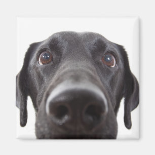 Schwarzes Labrador Closeup-Portrait Magnet
