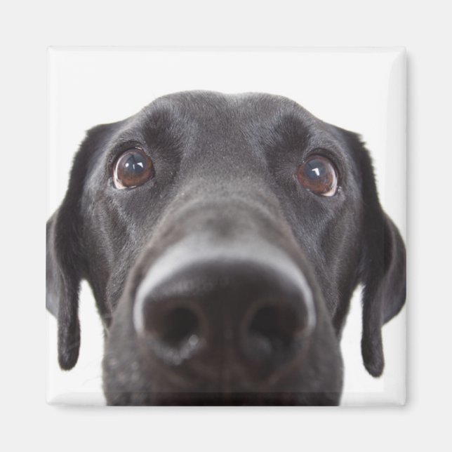 Schwarzes Labrador Closeup-Portrait Magnet (Vorne)