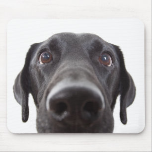 Schwarzes Labrador Closeup-Portrait Mousepad