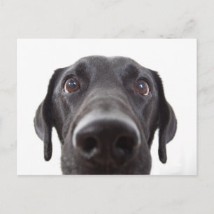 Schwarzes Labrador Closeup-Portrait Postkarte