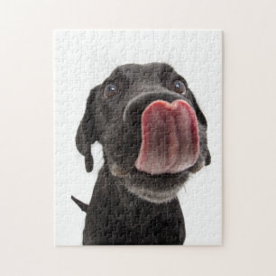 Schwarzes Labrador, das seine Nase leckt