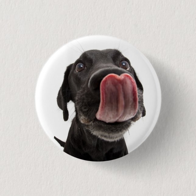 Schwarzes Labrador, das seine Nase leckt Button (Vorderseite)