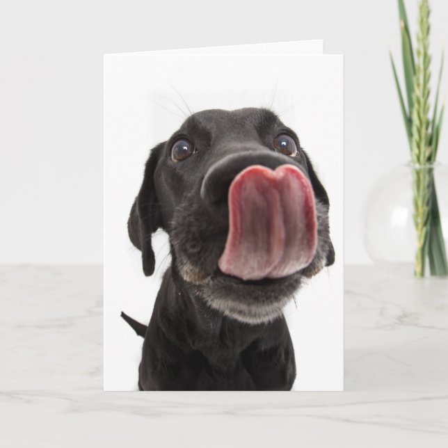 Schwarzes Labrador, das seine Nase leckt Karte (Vorderseite)