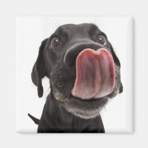 Schwarzes Labrador, das seine Nase leckt Magnet