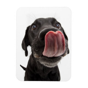 Schwarzes Labrador, das seine Nase leckt Magnet
