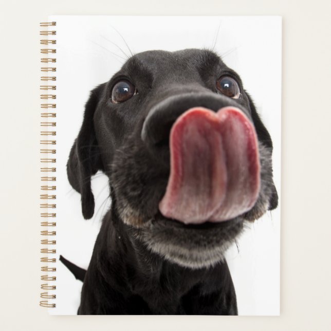 Schwarzes Labrador, das seine Nase leckt Planer (Vorderseite)