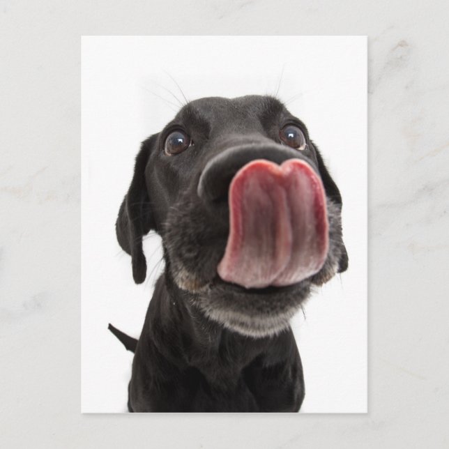 Schwarzes Labrador, das seine Nase leckt Postkarte (Vorderseite)