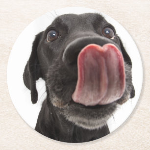 Schwarzes Labrador, das seine Nase leckt Runder Pappuntersetzer