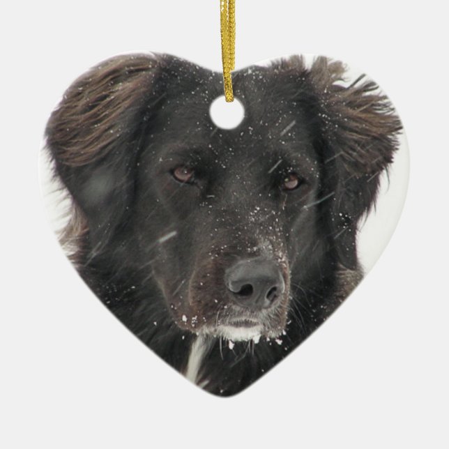 Schwarzes Labrador Hund Foto Keramik Ornament (Vorne)