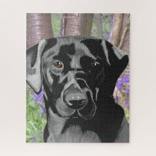 Schwarzes Labrador in Bluebell Wood