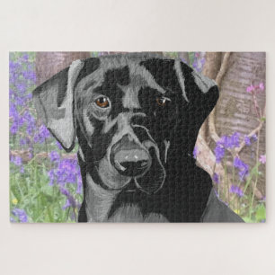 Schwarzes Labrador in einem Bluebell-Holz