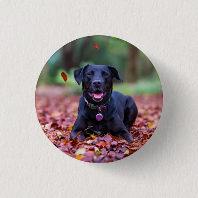 Schwarzes Labrador in Herbstlauben Button (Vorderseite)
