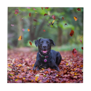 Schwarzes Labrador in Herbstlauben Fliese