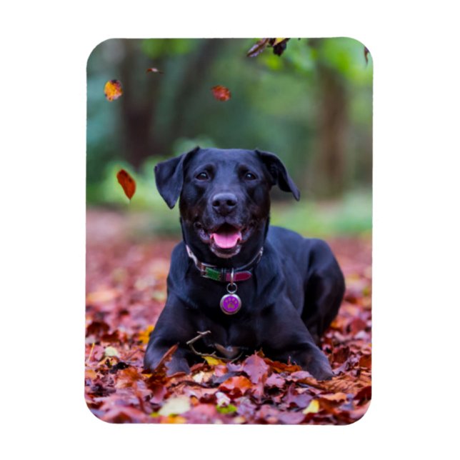 Schwarzes Labrador in Herbstlauben Magnet (Vertikal)