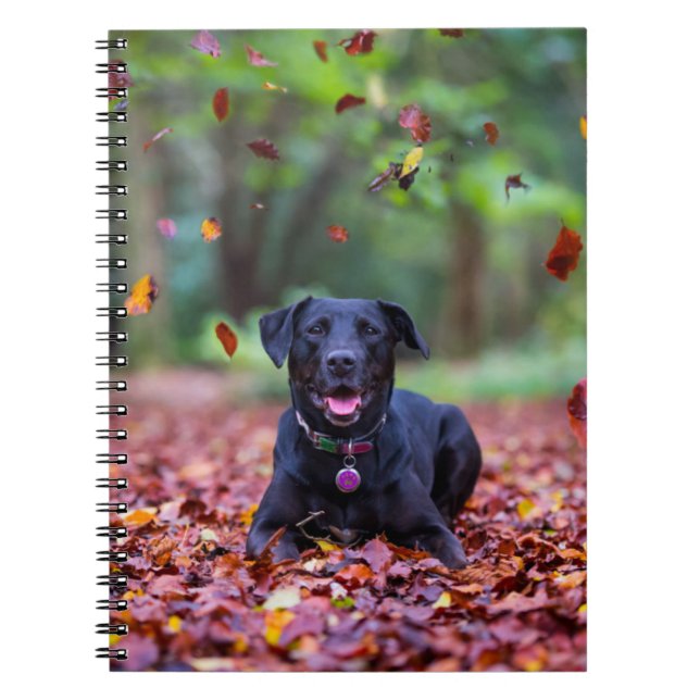Schwarzes Labrador in Herbstlauben Notizblock (Vorderseite)