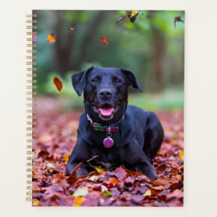 Schwarzes Labrador in Herbstlauben Planer