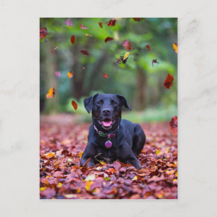 Schwarzes Labrador in Herbstlauben Postkarte
