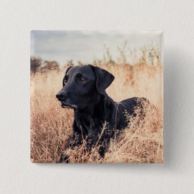 Schwarzes Labrador in trockenem Gras Button (Vorderseite)