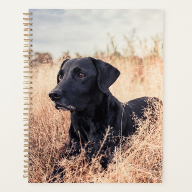 Schwarzes Labrador in trockenem Gras Planer (Vorderseite)