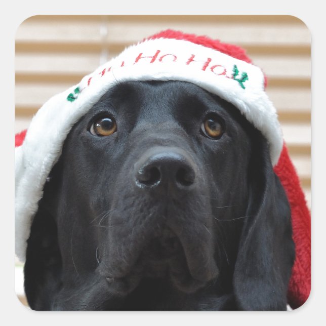 Schwarzes Labrador Quadratischer Aufkleber (Vorderseite)