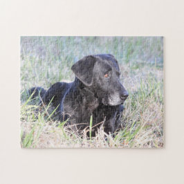 Schwarzes Labrador retriever
