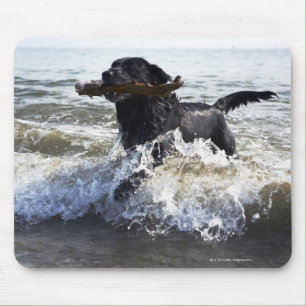 Schwarzes Labrador retriever, das durch Brandung Mousepad