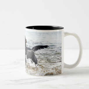 Schwarzes Labrador retriever, das durch Brandung Zweifarbige Tasse
