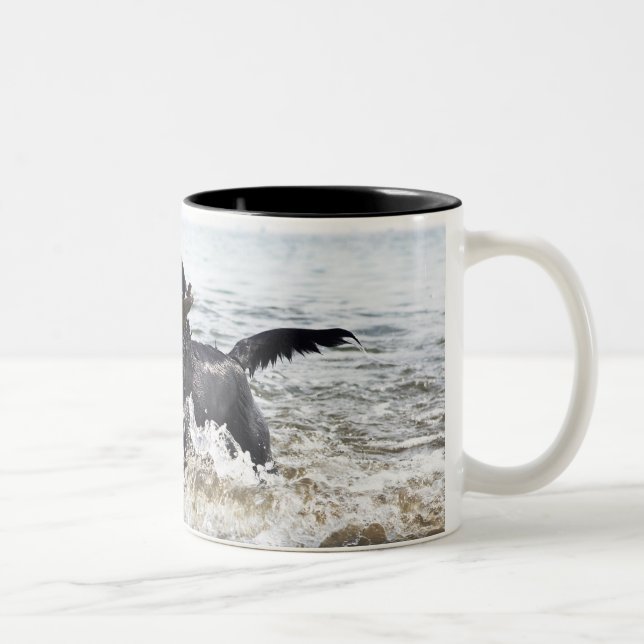 Schwarzes Labrador retriever, das durch Brandung Zweifarbige Tasse (Rechts)