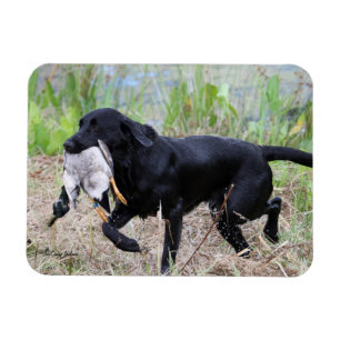 Schwarzes Labrador retriever mit Entenmagneten Magnet