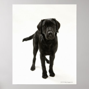Schwarzes labrador retriever poster