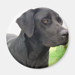 Schwarzes Labrador Retriever Round Magnet